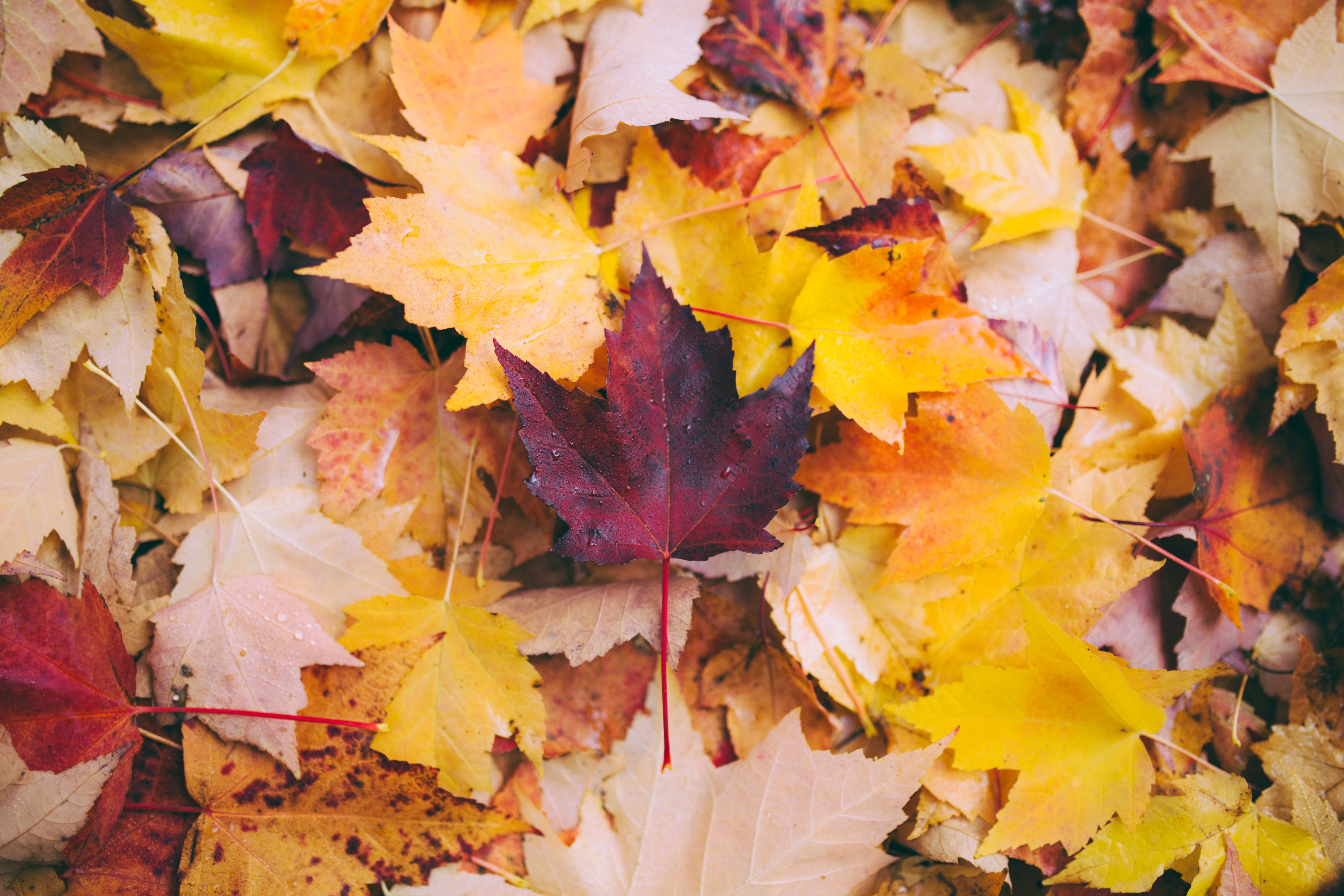 seasonal background